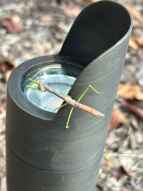 A praying mantis is sitting on top of a black pipe.
