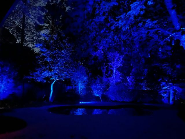The trees are lit up with blue lights at night.