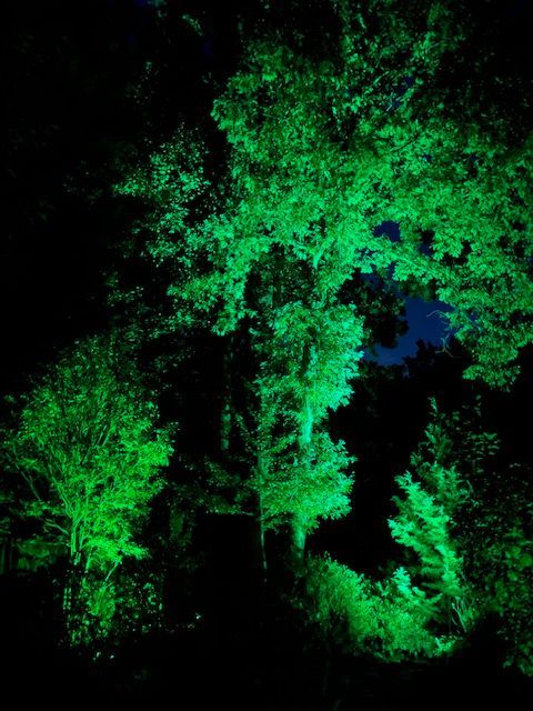 The trees are lit up with green lights at night.