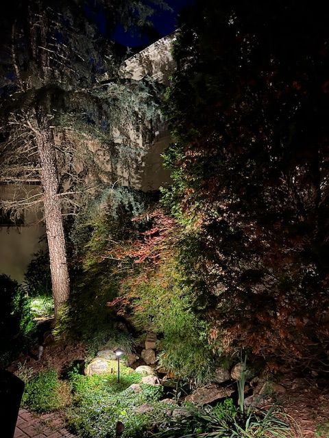 A dark forest with trees and bushes lit up at night.