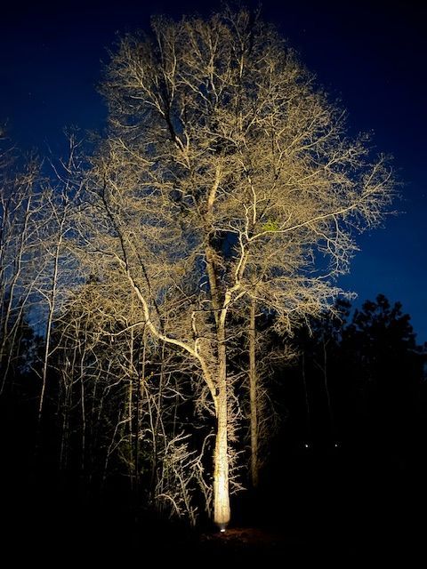 A tree is lit up at night in a forest.