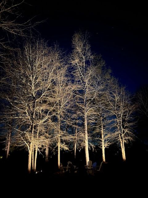 A row of trees are lit up at night.