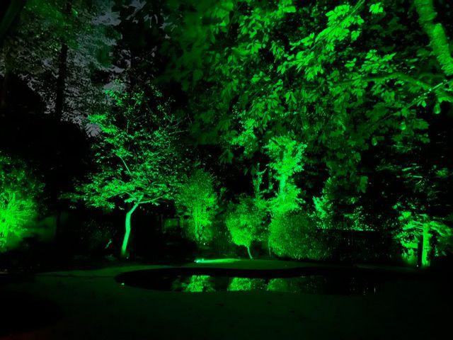 A forest is lit up with green lights at night.