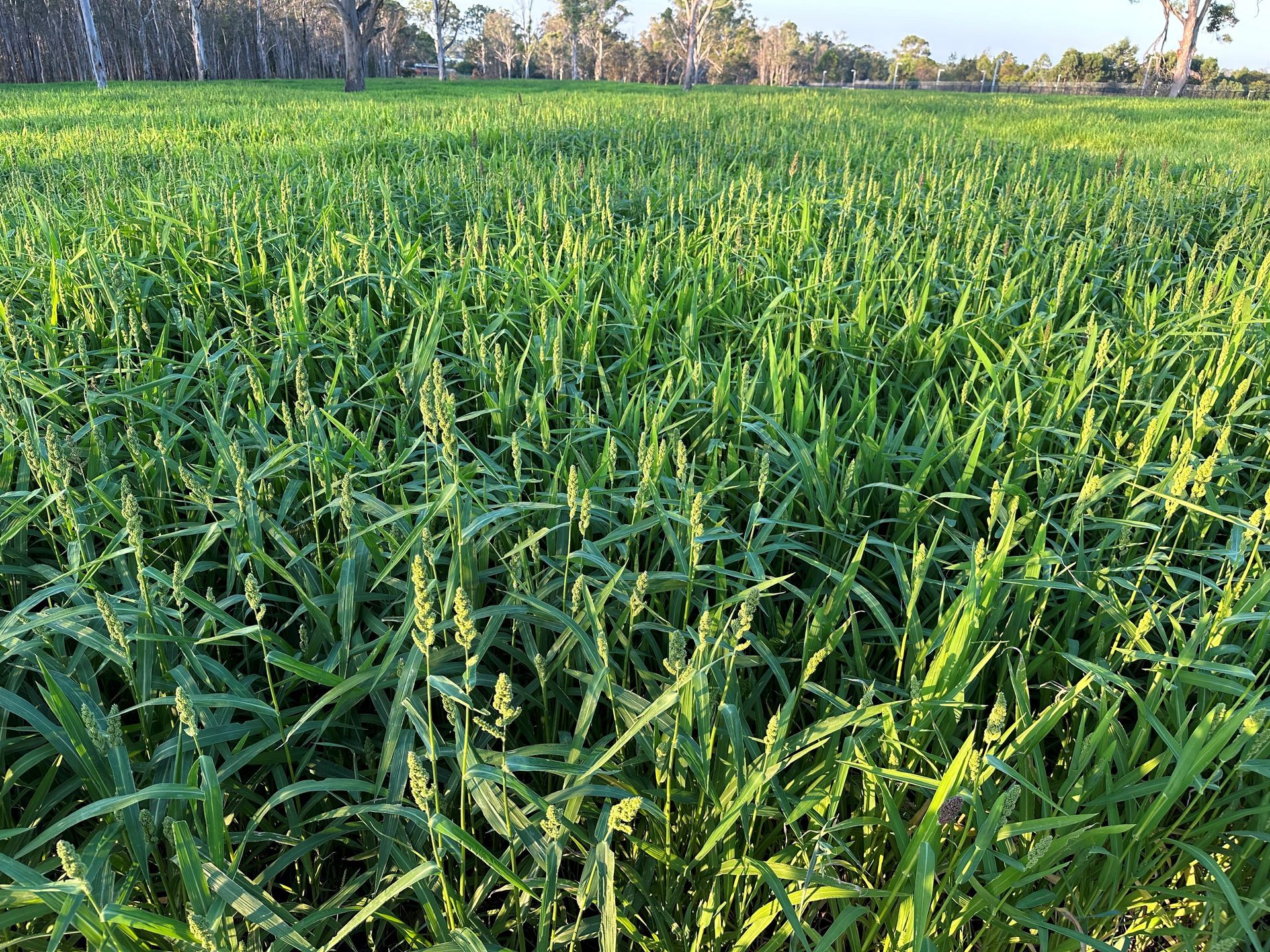 A field of lush, green wheat with heads forming. The background shows trees and a blue sky.