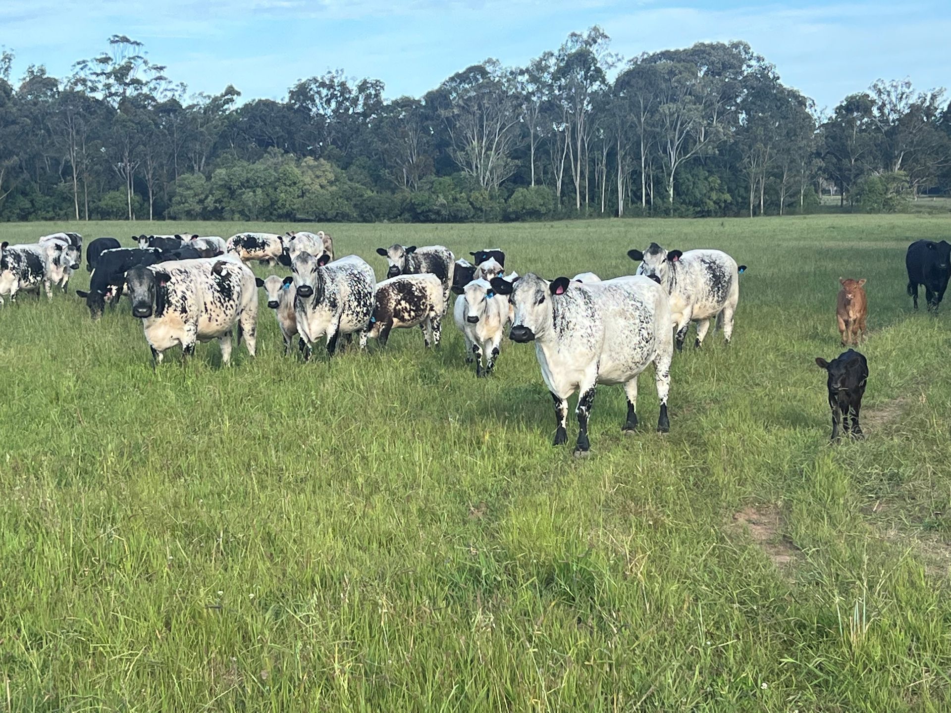 Herd of speckled cows grazing in a green pasture under a blue sky, with trees in the background.