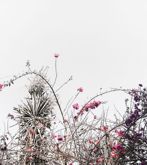 Um buquê de flores crescendo em uma árvore com um fundo branco.