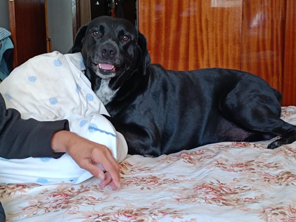 Um cachorro preto deitado na cama ao lado de uma pessoa