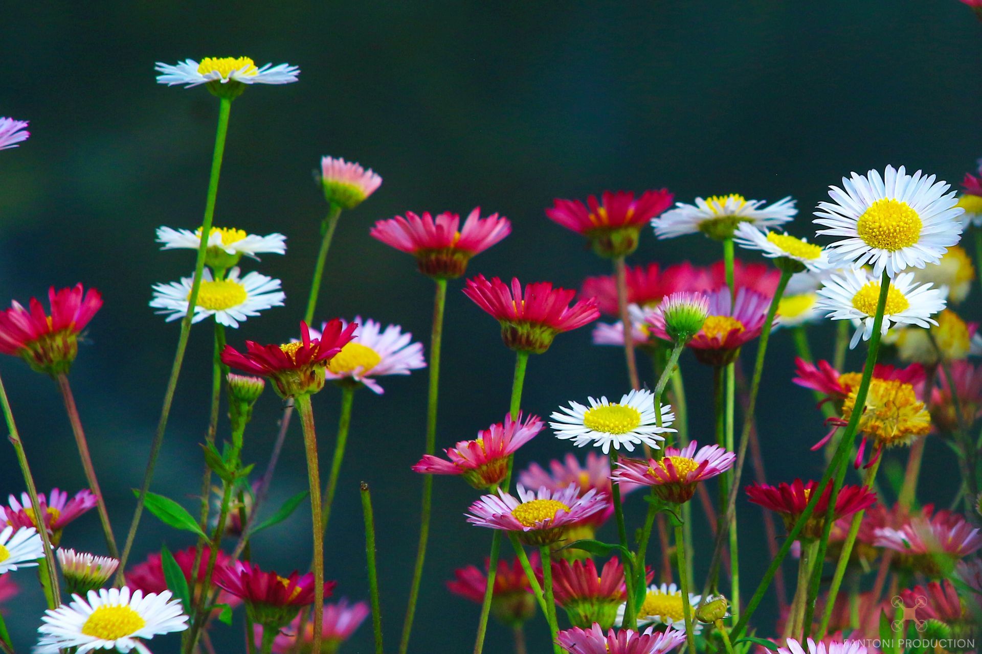 Fantoni Production flowers 
