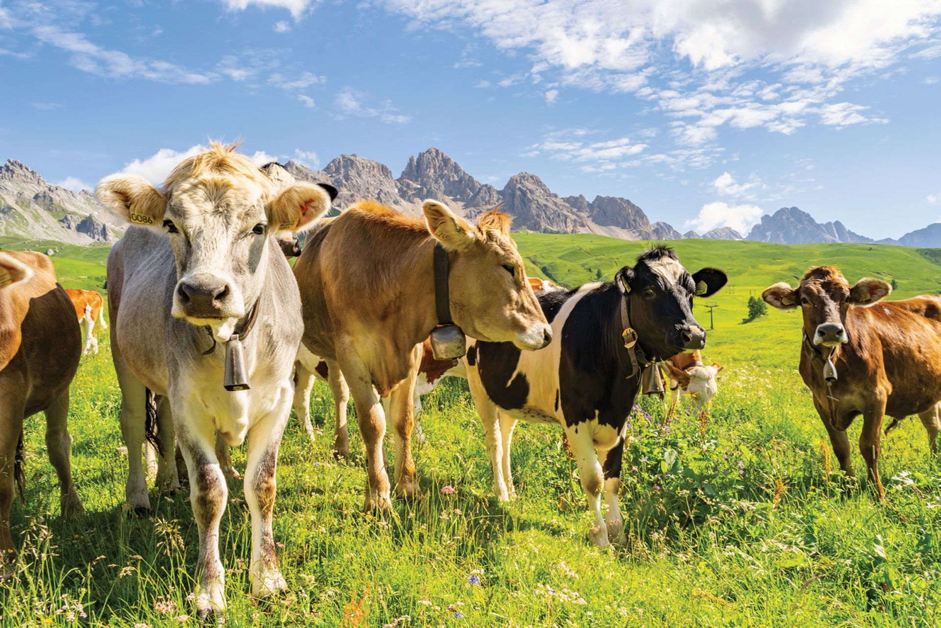 Cows grazing in a green meadow with mountains in the background under a blue sky.