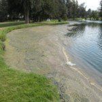 A lake shore with a green grassy bank algae bloom.