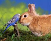 Image of a bird and rabbit at the Rivers Edge Pet Lodge.