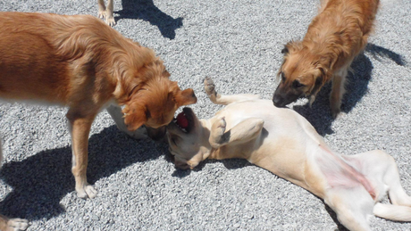 Image of Dogs playing at the River Edge Pet Lodge.