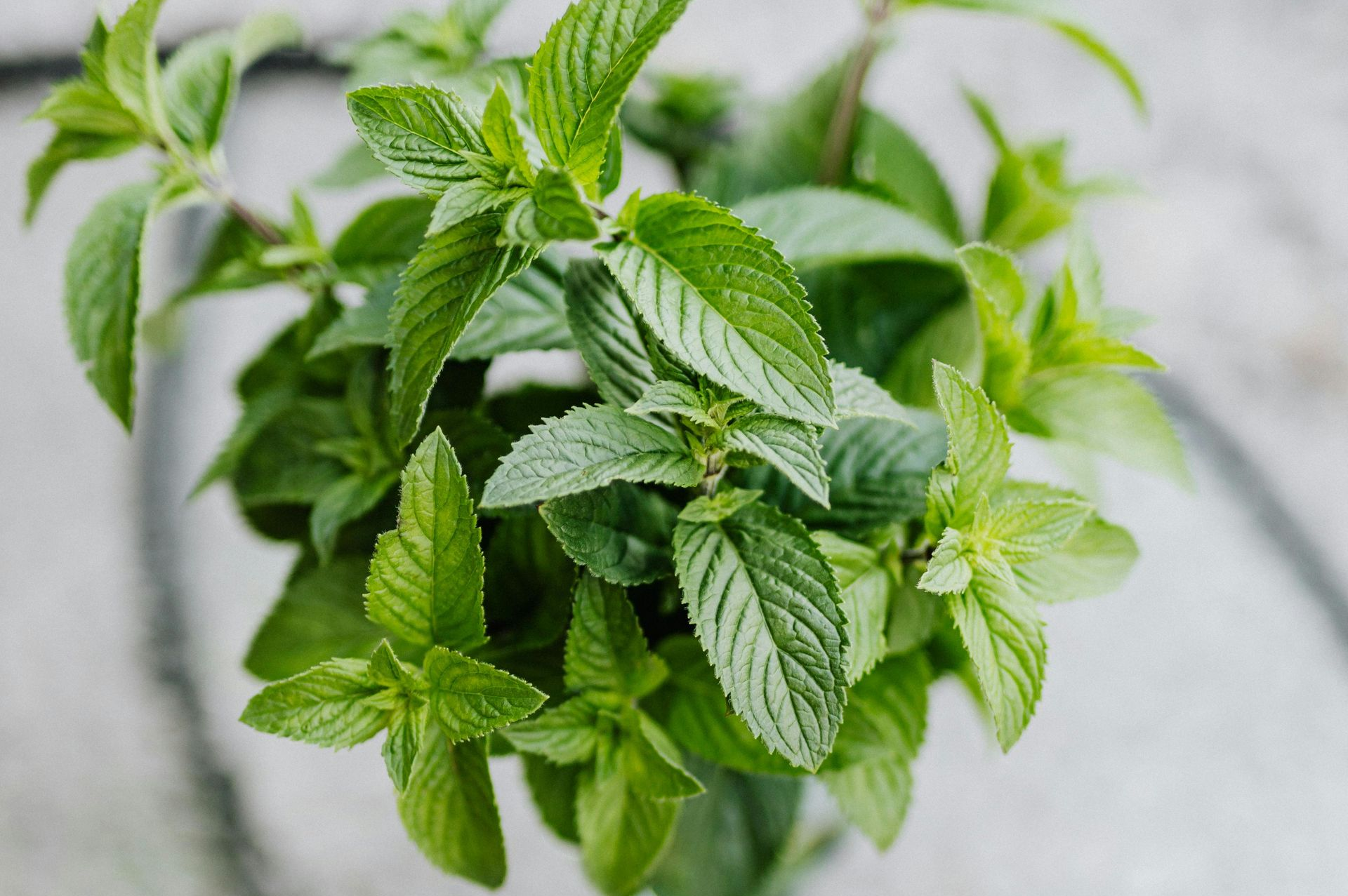 top teas for fertility
