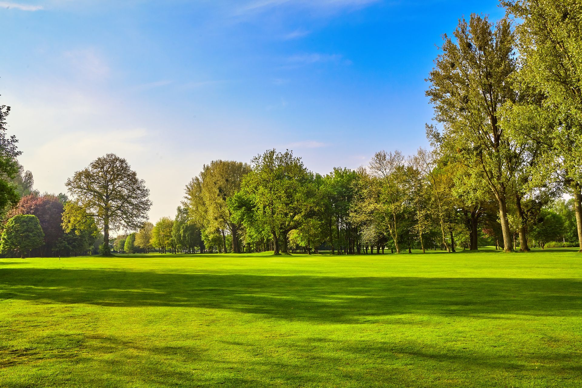 A lush green field with trees in the background on a sunny day.