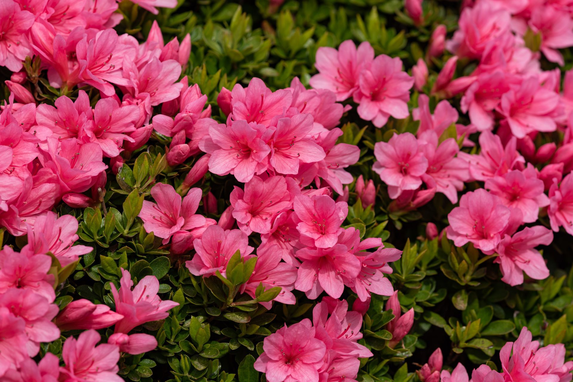 A bunch of pink flowers are growing on a bush.