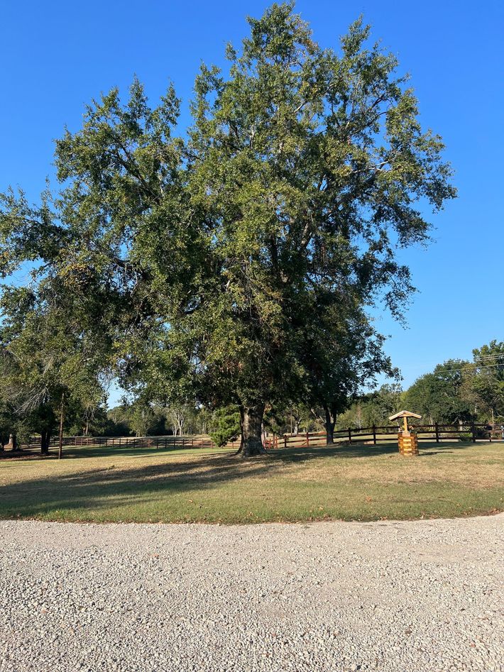 A large tree is in the middle of a gravel driveway.