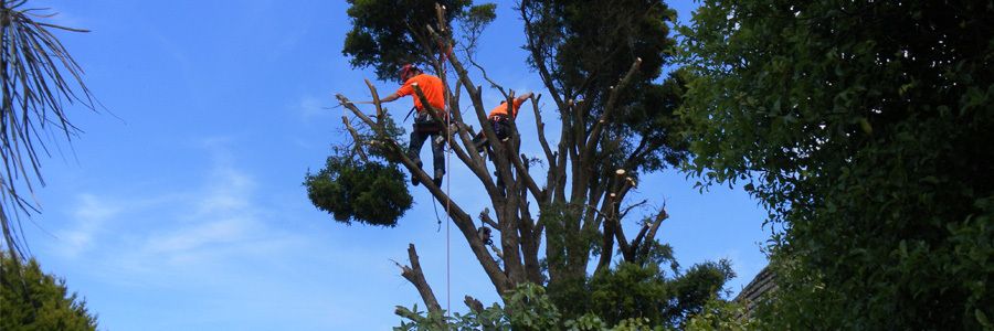 Tree cutting service in Wellington