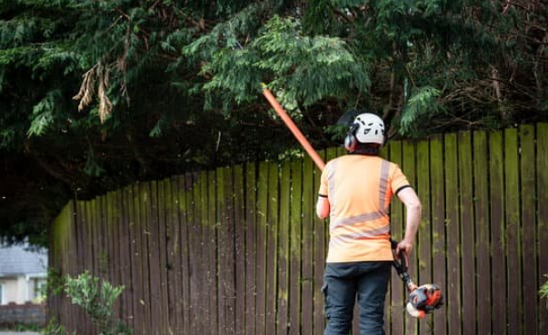 Tree pruning/trimming luton