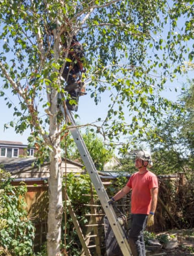 luton tree trimming