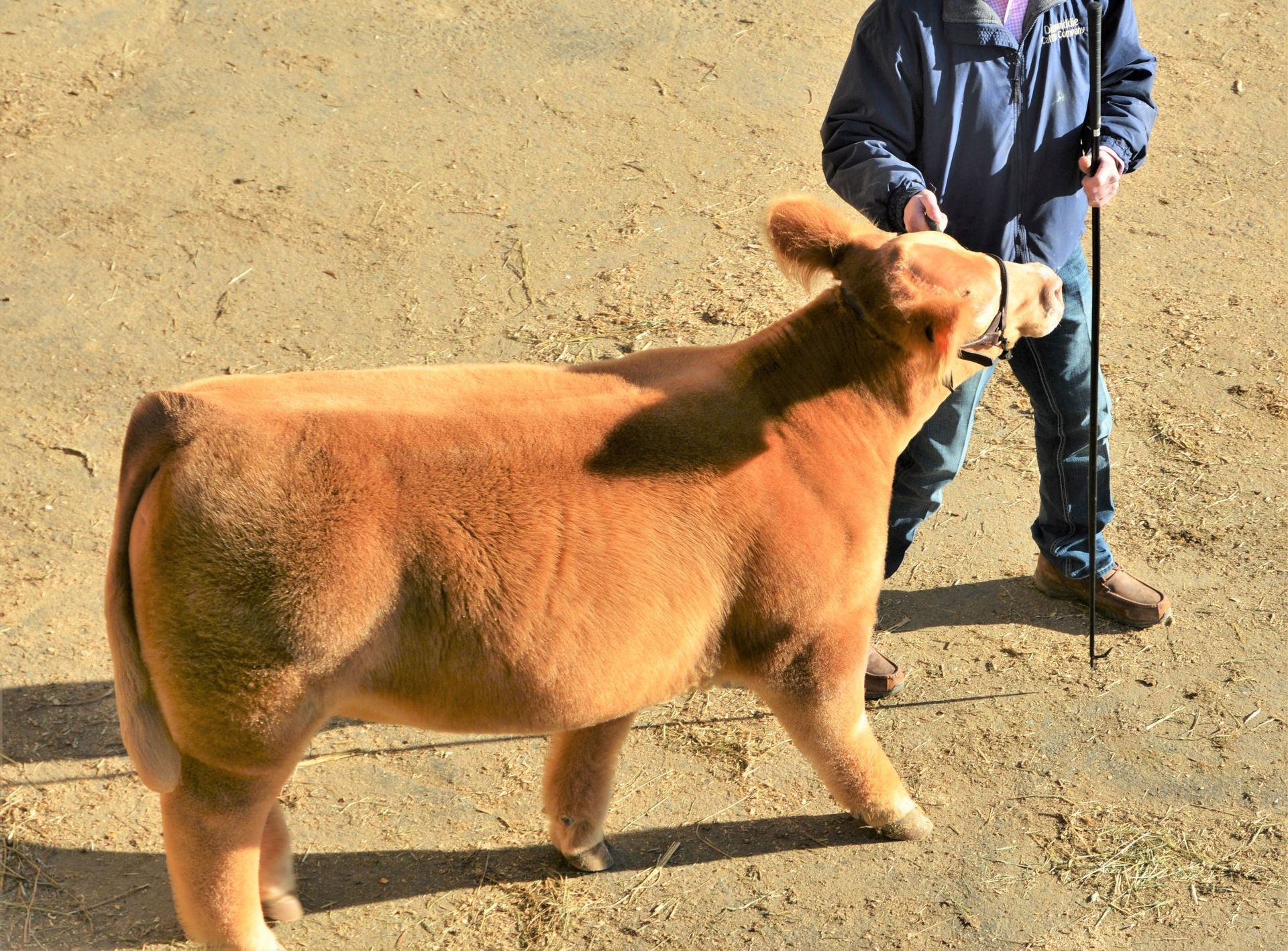 High-Quality Cattle Feed