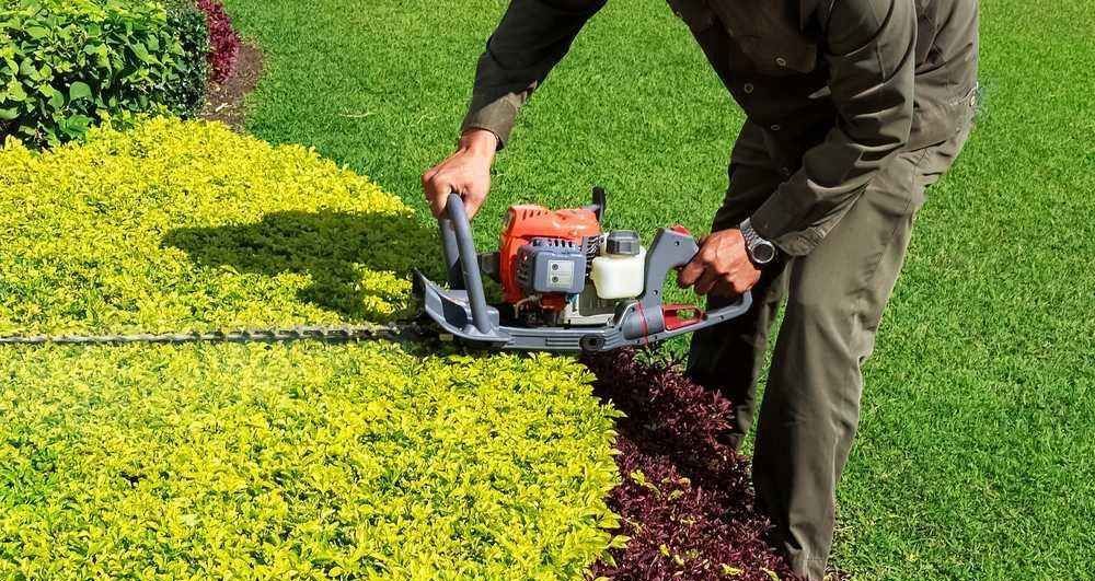 A Man Is Cutting A Hedge With A Hedge Trimmer — Out On A Limb Tree and Garden Care In Broulee, NSW