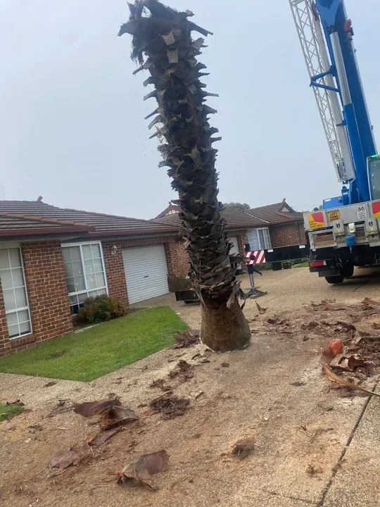 A Tree is Being Pruned In A Driveway Where A Truck Is Parked— Out On A Limb Tree and Garden Care In Broulee, NSW