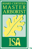 Board Certified Master Arborist logo: green frame, yellow oak leaf, green text