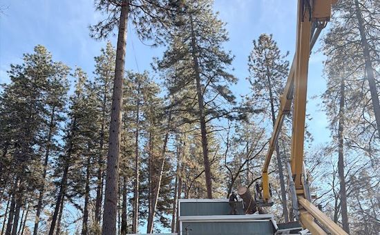 Yellow lift reaching up to tall pine trees in a forest, under a blue sky.