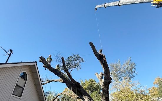 Crane lifting branches from a tree next to a house under a blue sky.