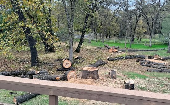 Logs and stumps scattered on a wooded property after tree cutting. Brown logs, green grass, and trees.