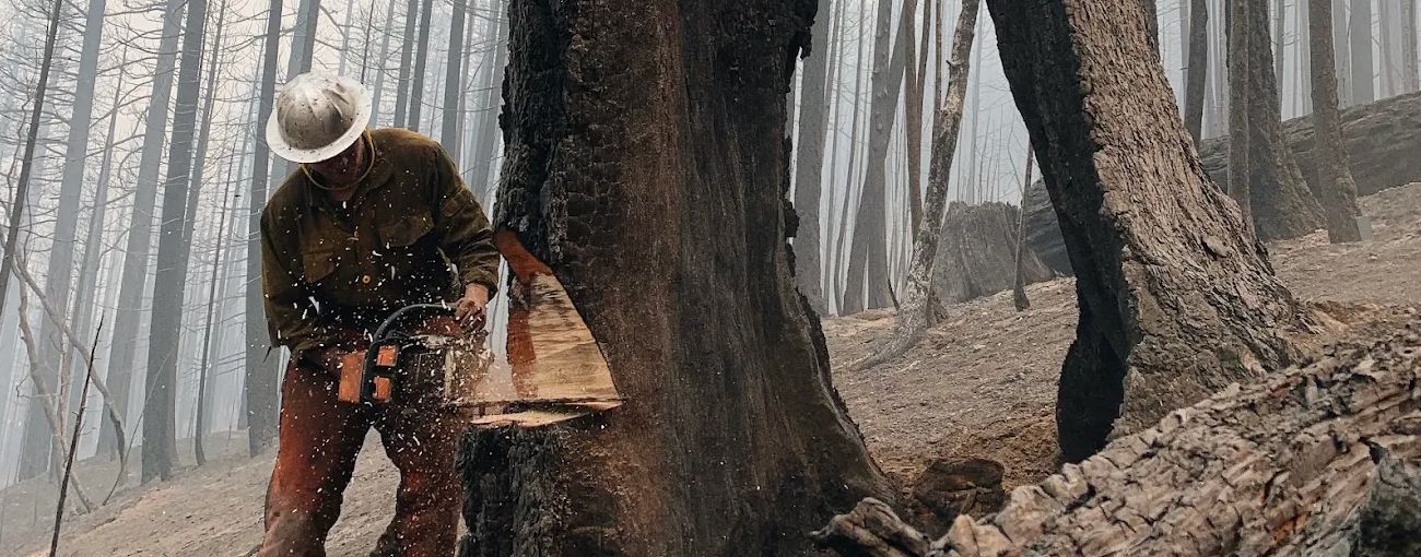 A logger wearing a white hard hat cuts a tree with a chainsaw in a forest.