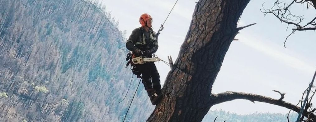 A tree trimmer with a chainsaw, secured by ropes, works on a large tree on a mountainside.