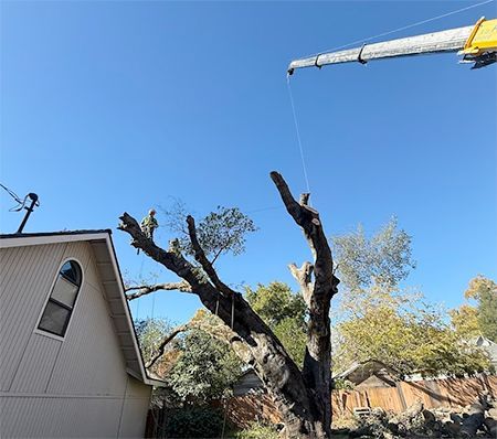 A crane removing a large tree's branches near a house under a clear, blue sky.