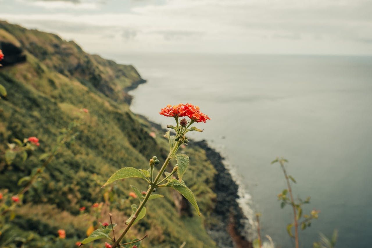 Red flower blooming on a cliff overlooking the ocean under a cloudy sky — Inner Peace Counselling Services in Kanwal, NSW
