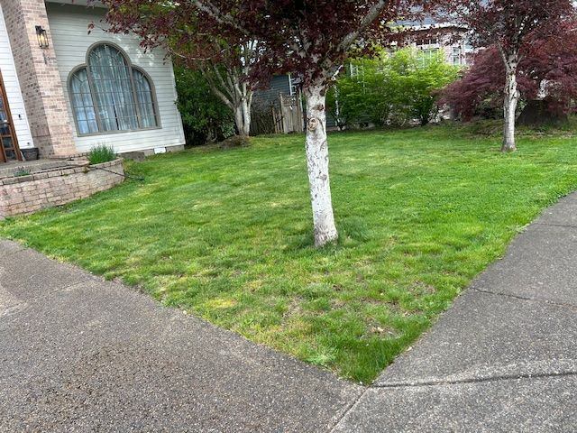 A lush green lawn with a tree in front of a house.
