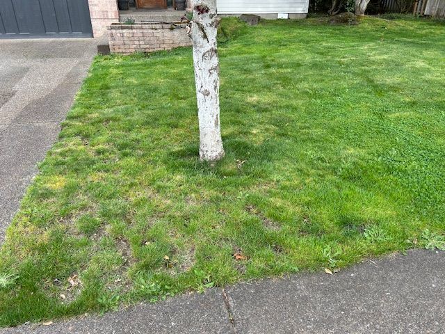 A tree trunk in the middle of a lush green lawn.