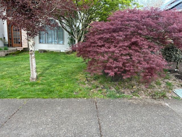 A house with a lush green lawn and a purple bush in front of it.