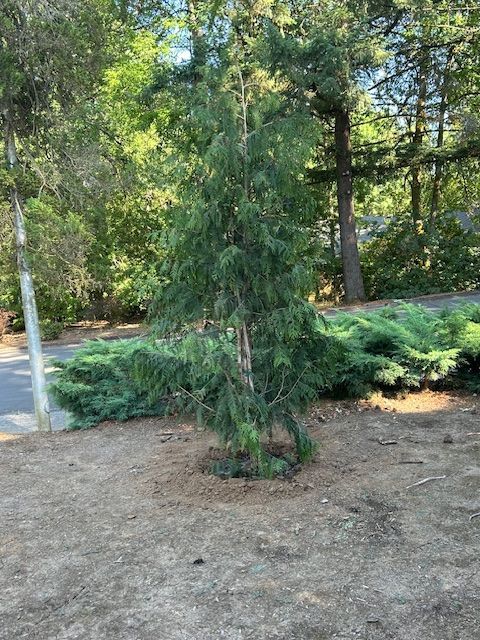 A tree is growing in the middle of a yard next to a road.