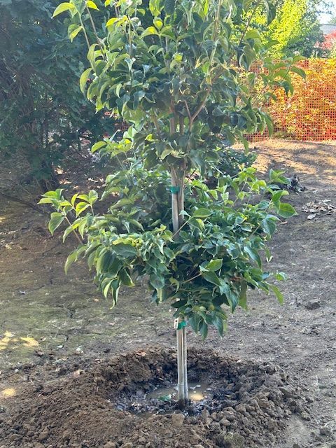 A small tree is sitting in the middle of a dirt field.