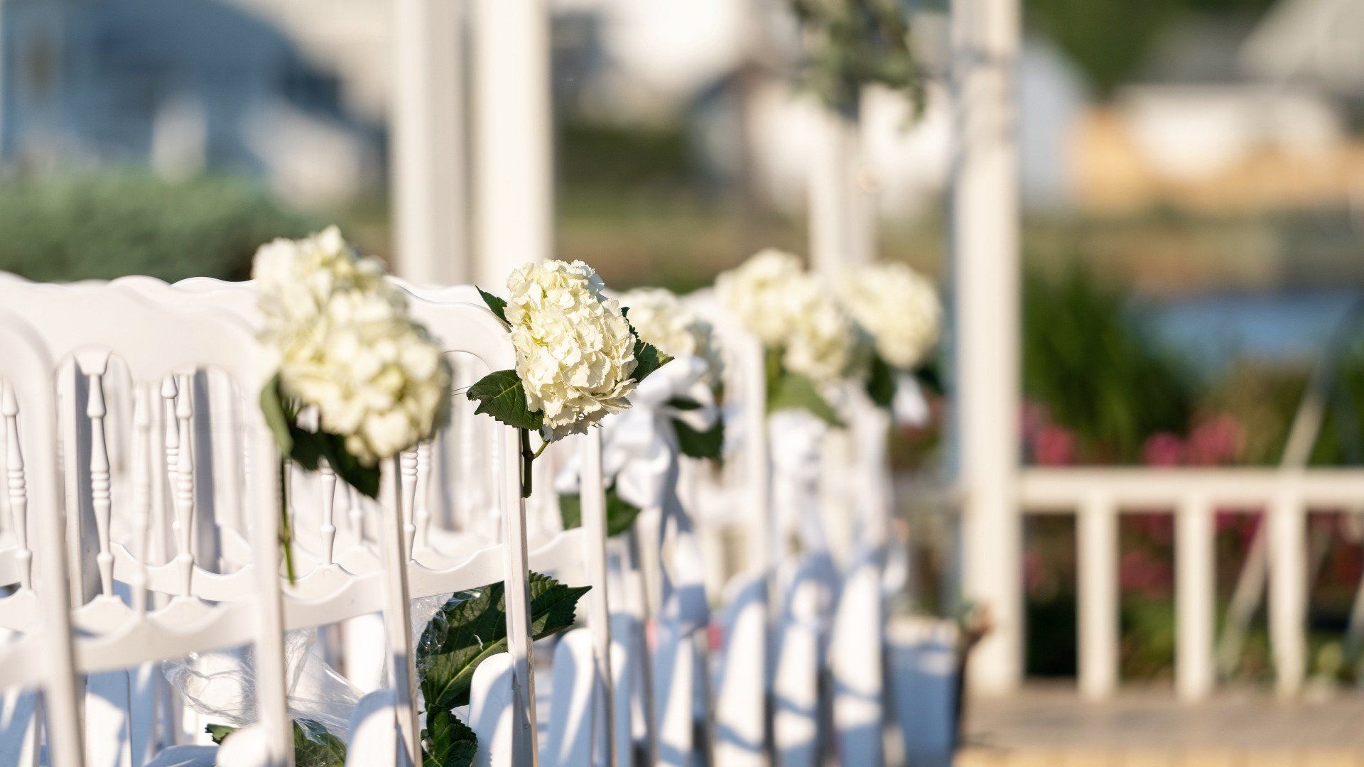 A row of white chairs decorated with white flowers for a wedding ceremony.