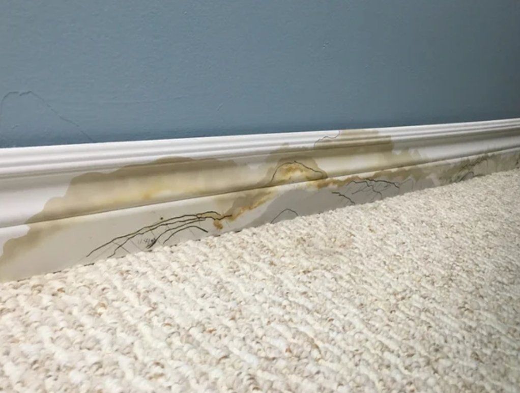Water-damaged white molding and carpet along a blue wall. Brown stains are visible on the molding and below.
