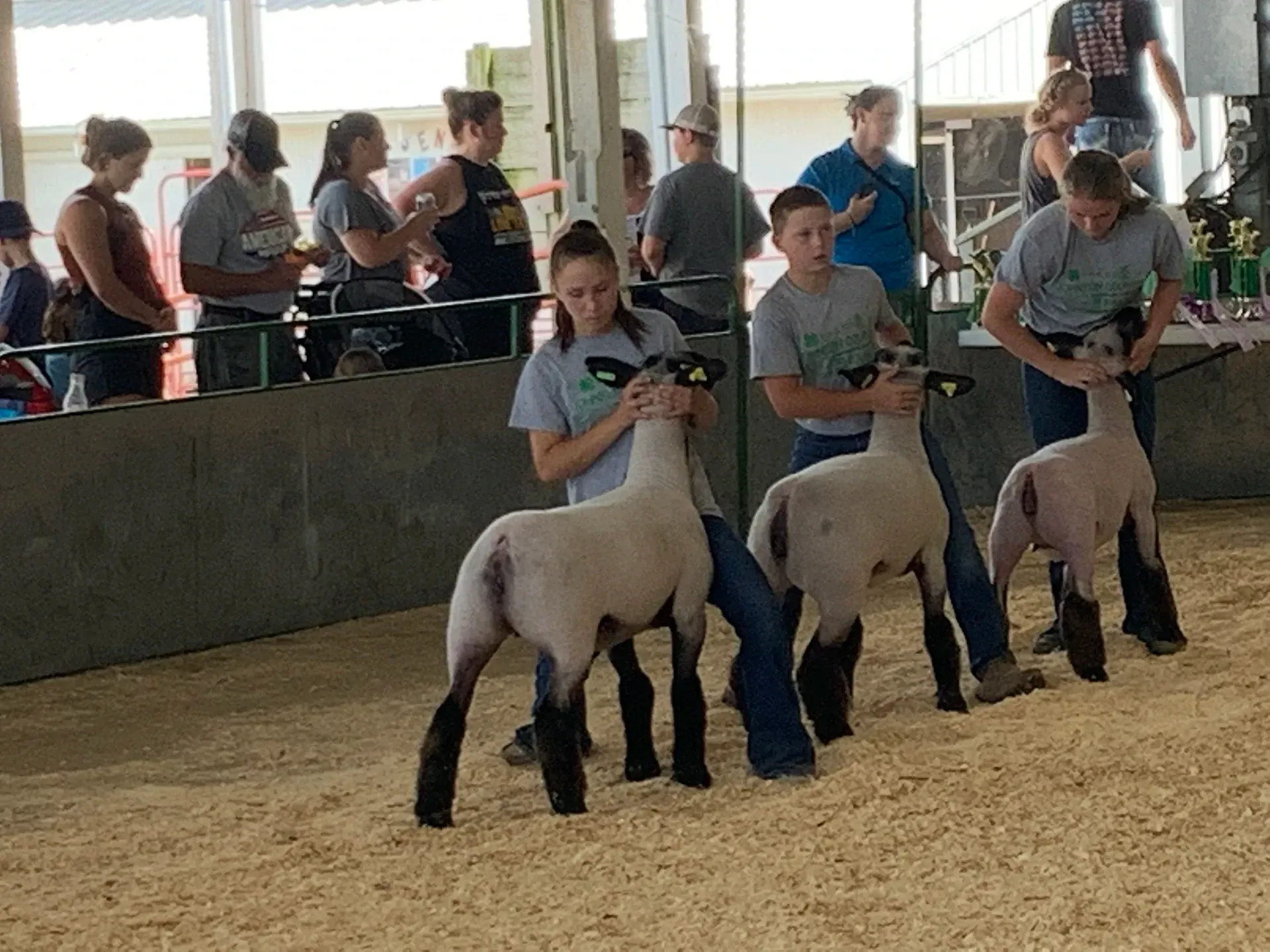 Children leading sheep in a livestock show ring, with spectators watching from behind a barrier.