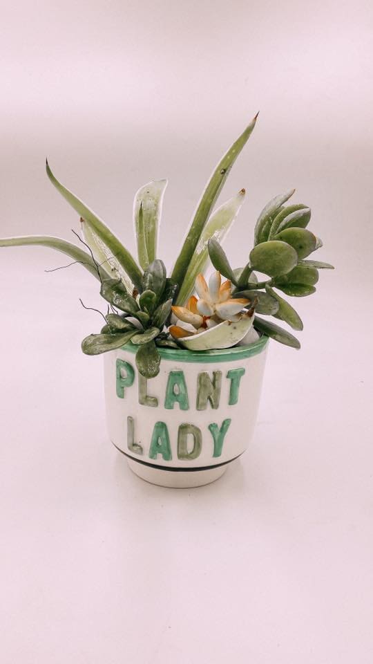 Plant — Gifts And Flowers In Blackwater, QLD