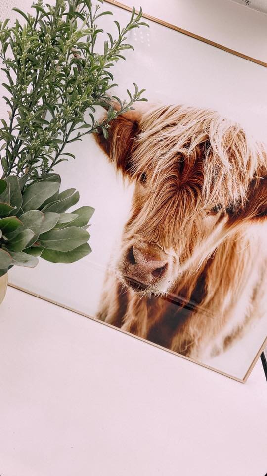Framed Artwork Of Highland Cow — Gifts And Flowers In Blackwater, QLD