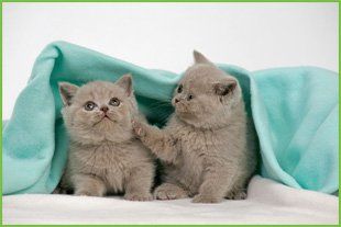  Two grey kittens, playing under a blanket.