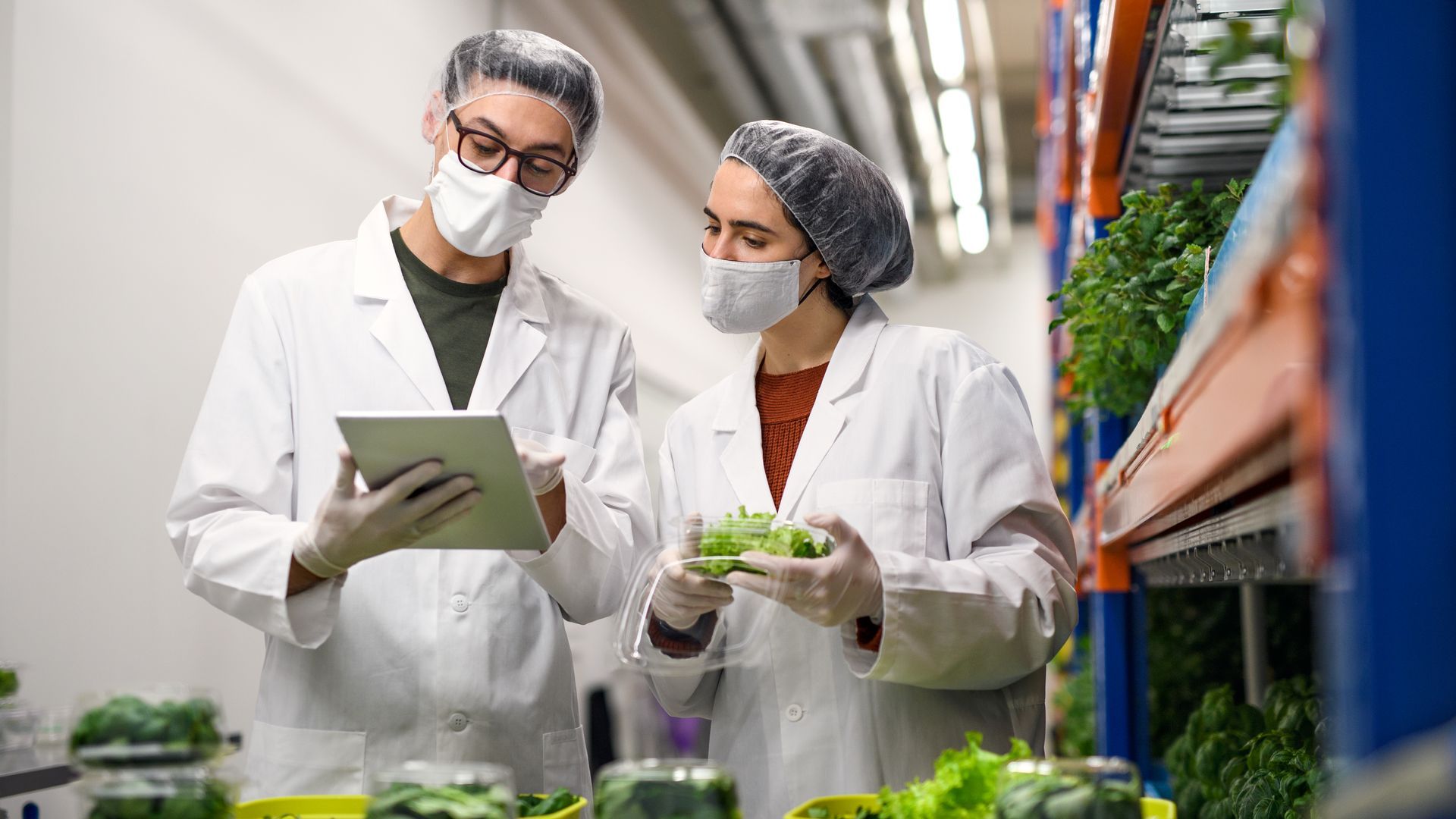 Due persone in camice da laboratorio ispezionano i prodotti agricoli in una fattoria verticale, una delle quali utilizza un tablet.