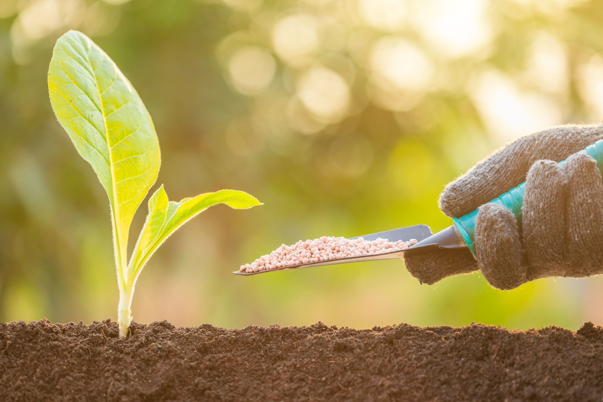A person is fertilizing a small plant with a shovel.