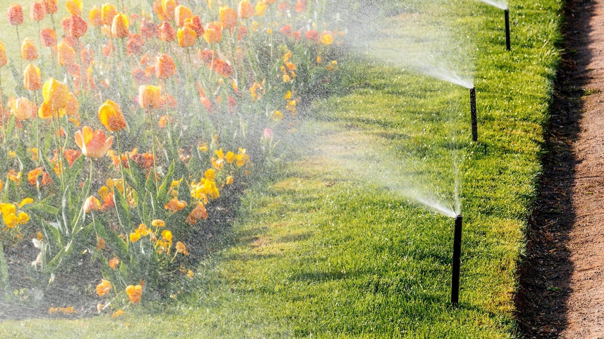 A row of sprinklers spraying water on a lush green field of flowers.