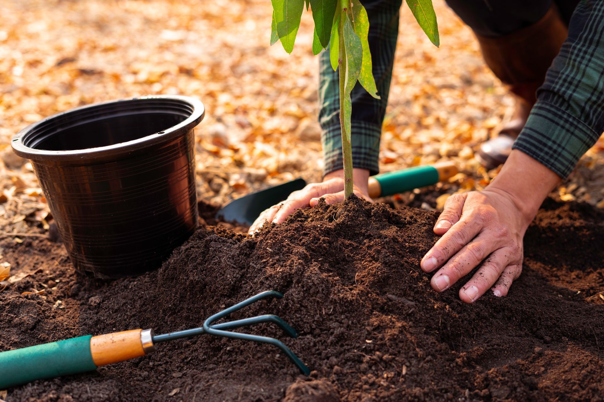 A person is planting a tree in the dirt.