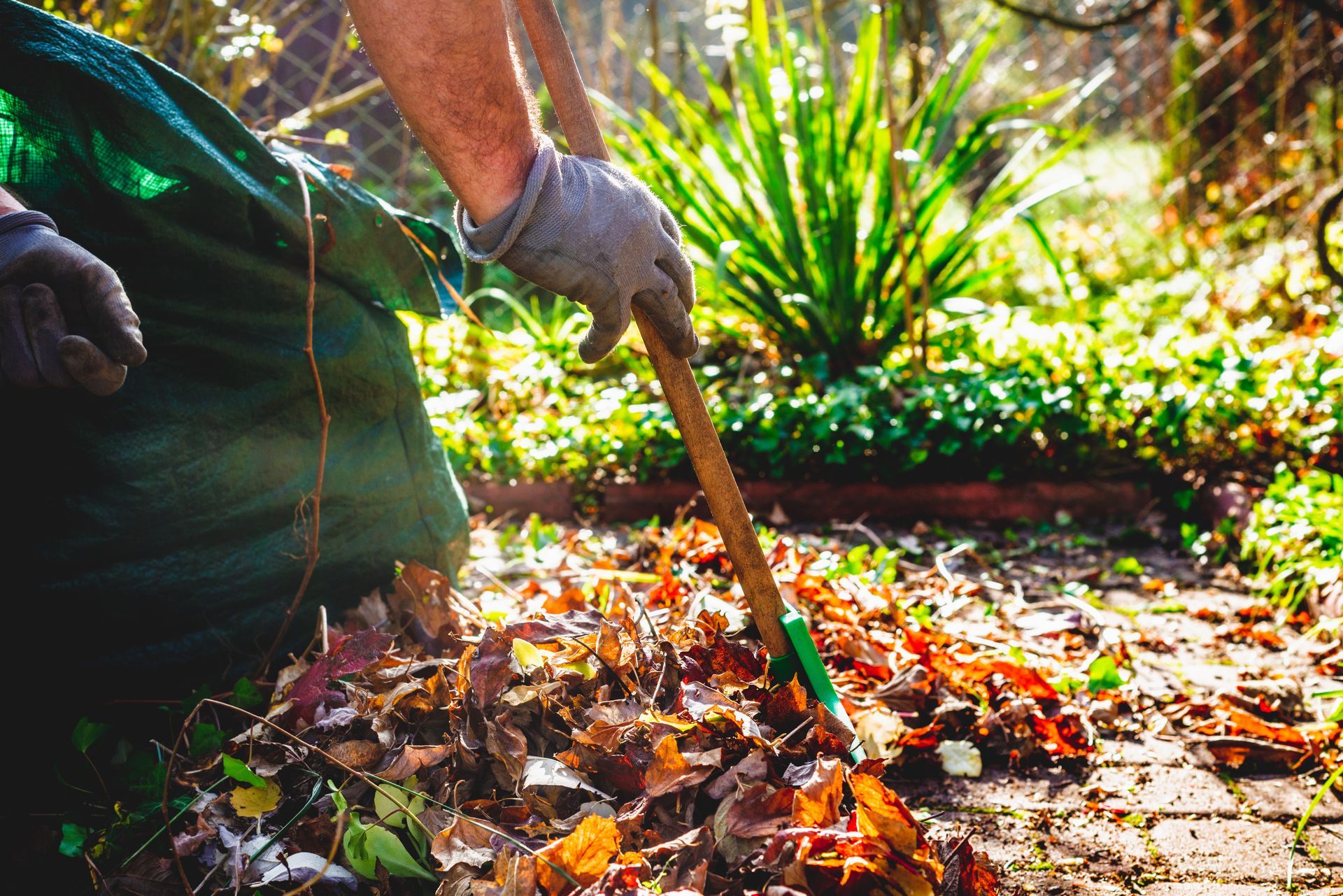 A person is raking leaves in a garden with a rake.